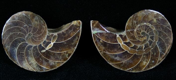 Cut & Polished Nautilus Fossil - #13355